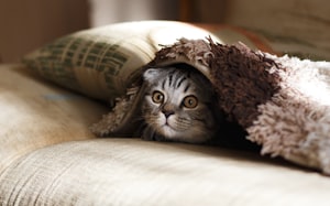 猫发情怎么解决？全面指南与实用方法