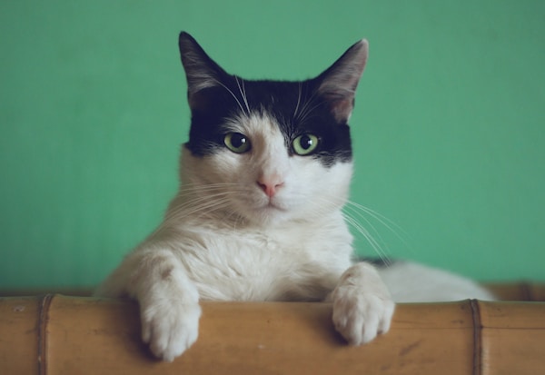 猫咪在猫砂盆中排尿示意图